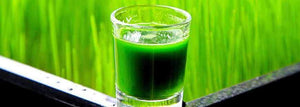 Benefits of Wheatgrass and the Juicing Diet