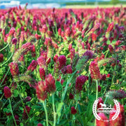 Crimson Clover - Organic - Cover Crop Seeds
