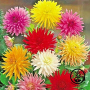 Zinnia Seeds - Cactus Flowered Mix