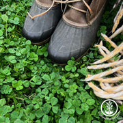 Mini Clover Lawn Seeds (Coated) - Miniature Clover