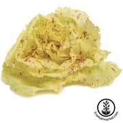 Endive Seeds - Castelfranco