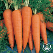 Carrot Seeds - Danvers 126 (Treated)