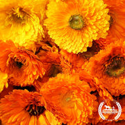 Calendula Seeds - Pacific Beauty Mixture (Organic)