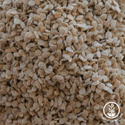 Tomato Seeds - Brandymaster Yellow F1 Hybrid - Clearance Seeds