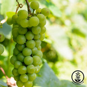 Grape Roots - Seedless - Himrod