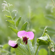 Pea flower in a nature background.