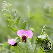 Pea - Austrian Field Pea - Cover Crop Seeds