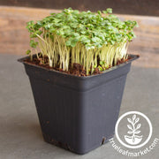 Broccoli - Microgreens Seeds