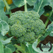 Broccoli - Calabrese Green Sprouting (Organic)