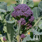 Broccoli Seeds - Early Purple Sprouting