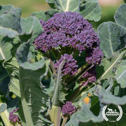 Broccoli Seeds - Purple Sprouting (Organic)
