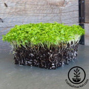 Celery Microgreens Seeds