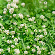 Clover White Dutch