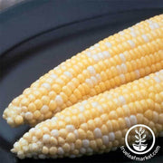 Corn Seeds - Sweet - Ambrosia Hybrid (treated)