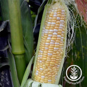 Corn Seeds - Sweet - Serendipity Hybrid (treated)