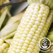 Corn Seeds - Sweet - Stowells Evergreen