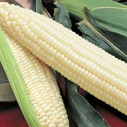 Corn Silver Queen Sweet Hybrid Comp
