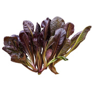 Lettuce Rouge dHiver Organic