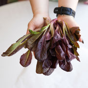 Lettuce Rouge dHiver Organic