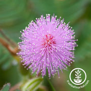 Mimosa Seeds - Sensitive Plant