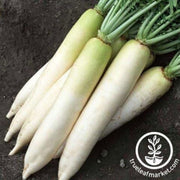 Radish Seeds - Cover Crop - Daikon Minowase (Organic)