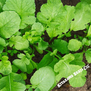 Radish Seeds - Cover Crop - Daikon Minowase (Organic)