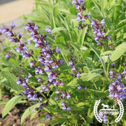 Sage Seeds - Broad Leaved (Organic)