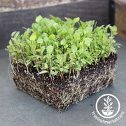 anise-microgreens-seeds