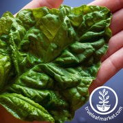 basil-seeds-lettuce-leaf