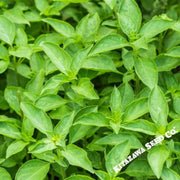 basil-thai-seeds