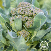 Broccoli Seeds - Ramoso Santana