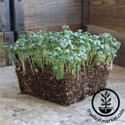 Broccoli Seeds - Ramoso Santana - Microgreens