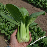 Pak Choi Seeds - Summer Zest Hybrid (Treated)