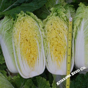 chinese-cabbage-seeds-mini-napa-2-hybrid