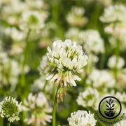 Clover White Dutch