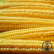 corn-popcorn-robust-yellow-hulles-hybrid