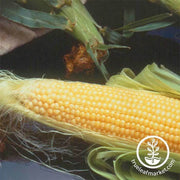 corn-se-incredible-hybrid-rm-treated-seed