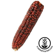 corn-seeds-ornamental-bloody-butcher