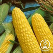 Corn Seeds - Sweet - Jubilee F1 Hybrid