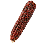 Corn Seeds - Dent - Ornamental - Bloody Butcher