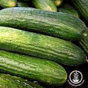 cucumber-seeds-beit-alpha-f1-cmr-mmr