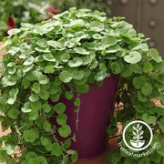 dichondra-emerald-falls-flower-seeds