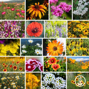 dry-land-wildflower-mix