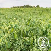dundale-dun-pea-seeds-organic-cover-crop