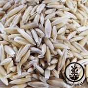 Oat Seeds - Montezuma