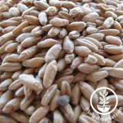 Triticale Seeds - Forerunner