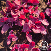 orach-seeds-french-spinach-red-fire