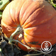 pumpkin-big-max-treated
