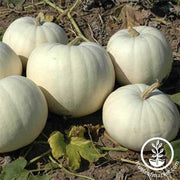 pumpkin-new-moon-treated