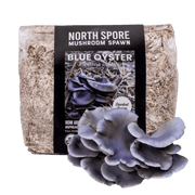 Blue Oyster Mushroom Grain Spawn (Organic)